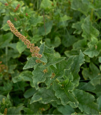 Mrlík Všeliek - Chenopodium Henricus - semiačka - 200 ks