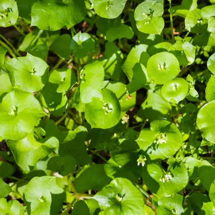 Portulaka zimná - Claytonia perfoliata - semiačka - 100 ks