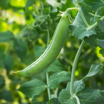 Hrach dreňov Maxigolt - Pisum sativum - semiačka - 35 ks