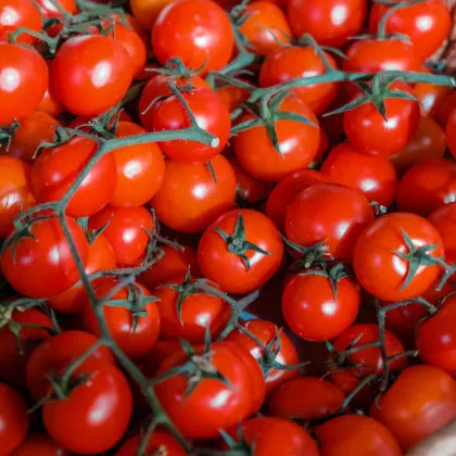 Paradajka Cherolla F1 kolíková - Solanum lycopersicum - Semená rajčiaka - 5 ks