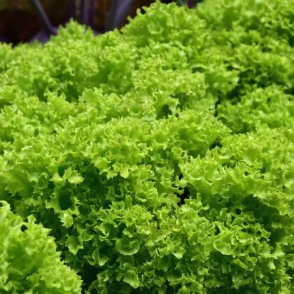 Šalát listový kučeravý Lollo Bionda - Lactuca sativa - semiačka šalátu - 450 ks