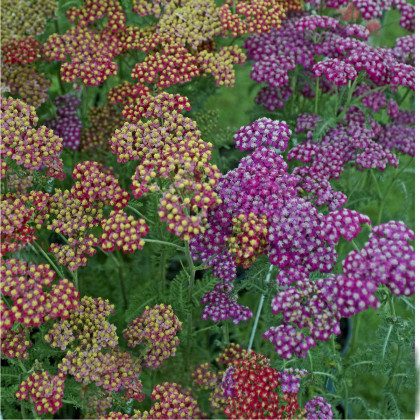 Rebríček túžobníkový Summer Berries F2 - Achillea millefolium - predaj semien trvaliek - 20 ks
