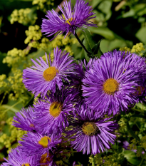 Astra kopcová - Aster amellus - predaj semien trvaliek - 0,1 g