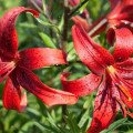 Ľalia červená Red tiger - Lilium - predaj cibuľovín - 1 ks