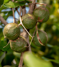 Makadámia - Macademia integrifolia - makadamské oriešky - semiačka - 2 ks