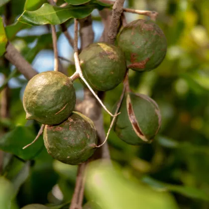 Makadámia - Macademia integrifolia - makadamské oriešky - semiačka - 2 ks