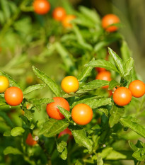 Solanum sessiliflorum - Solanum sessiliflorum - semiačka - 10 ks