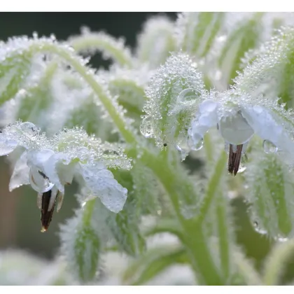 Borák lekársky biely - Borago officinalis - semiačka - 20 ks