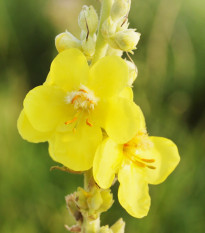 Divozel veľkokvetý - Verbascum densiflorum - semiačka - 300 ks