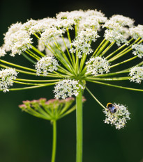 Trebuľka lesná - Anthriscus sylvestris - semiačka - 0,7 g