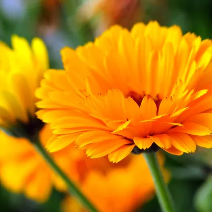 Nechtík lekársky - oranžová guľa - Calendula officinalis - semiačka - 65 ks