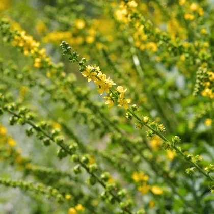 Repík lekársky - Agrimonia eupatoria - semiačka - 20 ks