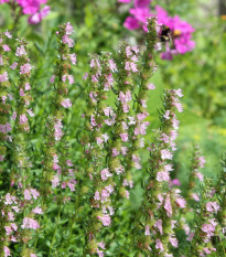 Yzop lekársky ružový - Hyssopus officinalis -semiačka - 100 ks