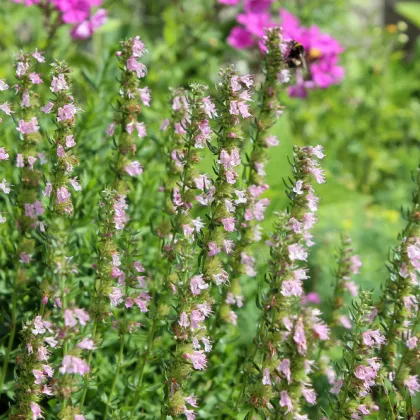 Yzop lekársky ružový - Hyssopus officinalis -semiačka - 100 ks