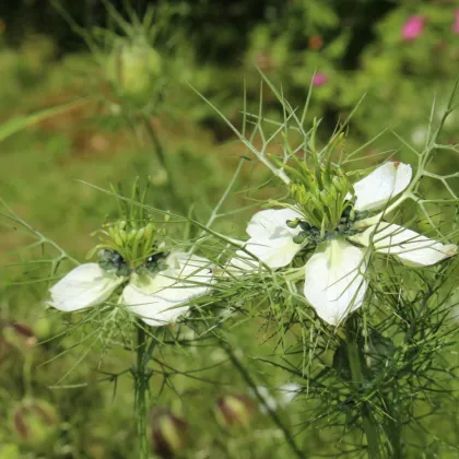 Černuška siata - Rasca čierna - Nigella sativa - predaj semien - 25 ks