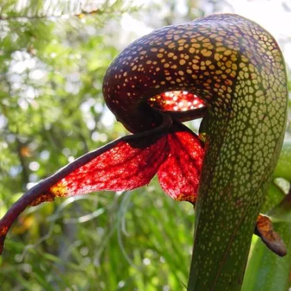 Darlingtónia kalifornská - Darlingtonia californica - predaj semien - 12 ks