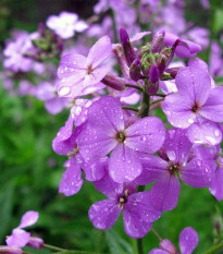 Večernica voňavá - Hesperis matronalis - predaj semien - 100 ks