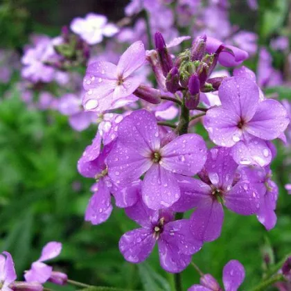 Večernica voňavá - Hesperis matronalis - predaj semien - 100 ks