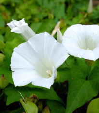 Kobea šplhavá biela - Cobaea scandens - predaj semien  - 0,5 g