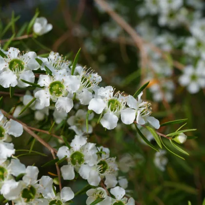 Tea tree - Čajovníkový strom - Leptospermum rotundifolium - 
 semiačka - 30 ks