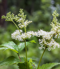 Túžobník brestový - Filipendula ulmaria - semiačka - 8 ks