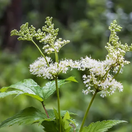 Túžobník brestový - Filipendula ulmaria - semiačka - 8 ks