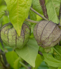 Machovka dužnoplodá - Physalis philadelphica - semiačka - 5 ks