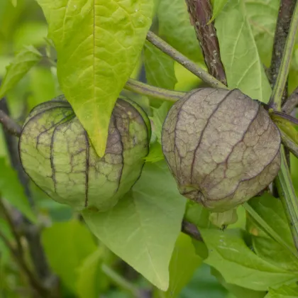 Machovka dužnoplodá - Physalis philadelphica - semiačka - 5 ks