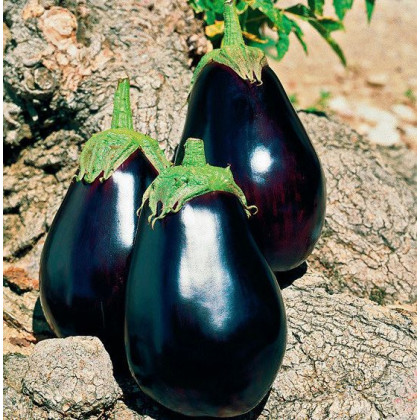 Baklažán český skorý - Solanum melangena - semiačka - 100 ks