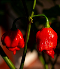 Chilli Trinidad Scorpion Moruga - Capsicum chinense - predaj semien -  5 ks