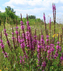 Vrbica vrbolistá - Lythrum salicaria - predaj semien trvaliek - 150 ks