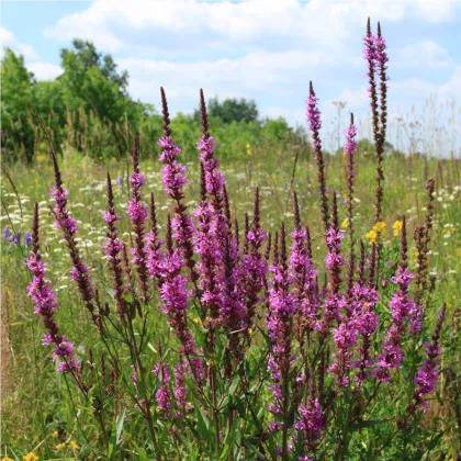 Vrbica vrbolistá - Lythrum salicaria - predaj semien trvaliek - 150 ks