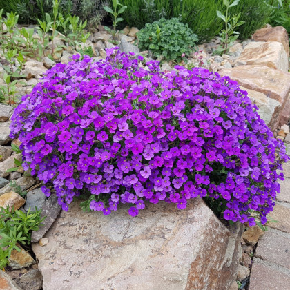 Tarička záhradná fialová - Aubrieta hybrida - predaj semien trvaliek - 200 ks