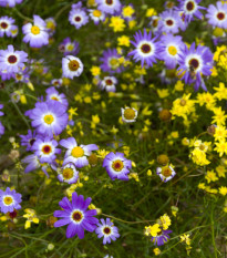 Krátkochlpok iberkolistý zmes farieb - Brachyscome iberidifolia - predaj semien - 500 ks