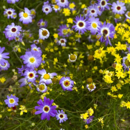 Krátkochlpok iberkolistý zmes farieb - Brachyscome iberidifolia - predaj semien - 500 ks