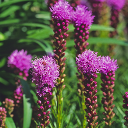 Liatra klasnatá fialová Floristan Violet - trvalka Liatris spicata - semená liatry - 20 ks