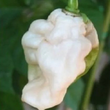 Chilli Bhut jolokia biele - Capsicum chinense - predaj semien - 5 ks