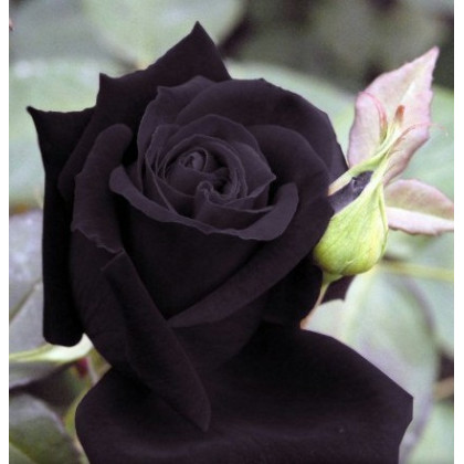 Ruža čierna - Maroon - predaj semien ruží - semená - 5 ks