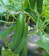 Šalátová uhorka Saturn F1 do skleníka - Cucumis sativus - semená - 10 ks