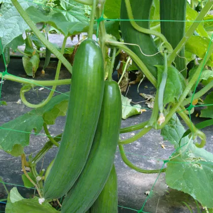 Šalátová uhorka Saturn F1 do skleníka - Cucumis sativus - semená - 10 ks