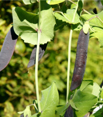 Hrach fialový Blauwschokker - Pisum sativum - semiačka - 25 ks