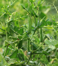 Hrach dreňový - Pisum sativum - semená hrášku - 85 ks