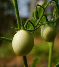 Paradajka kolíková White Cherry - Solanum lycopersicum - Predaj semien rajčiaka - 7 ks