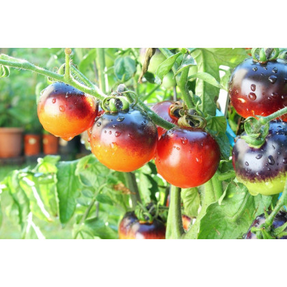 Paradajka kolíková Indigo Rose - Solanum lycopersicum - Predaj semien rajčiaka - 7 ks