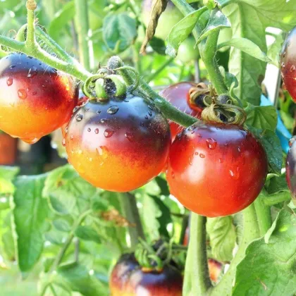 Paradajka kolíková Indigo Rose - Solanum lycopersicum - Predaj semien rajčiaka - 7 ks