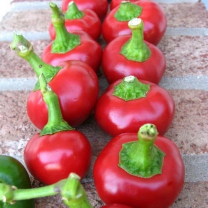 Paprika Red Cherry - Capsicum annuum - predaj semien - 7 ks