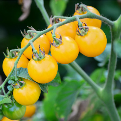 Paradajka Ildi - Kolíková paradajka - Lycopersicon lycopersicum L. - Predaj semien rajčiaka - 0,1 g