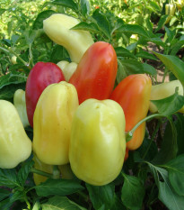 Paprika Boneta - Capsicum annuum - semená - 20 ks