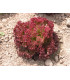 Šalát listový Crimson - Lactuca sativa L. - predaj semien šalátu - 300 ks