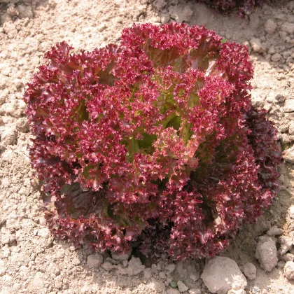 Šalát listový Crimson - Lactuca sativa L. - predaj semien šalátu - 300 ks